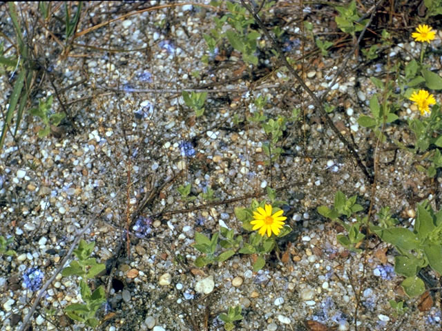 Heterotheca fulcrata var. fulcrata (Rockyscree false goldenaster) #5216