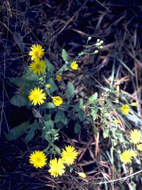 Heterotheca fulcrata var. fulcrata (Rockyscree false goldenaster) #5217