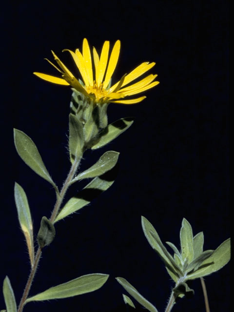 Heterotheca villosa var. villosa (Hairy false goldenaster) #5227