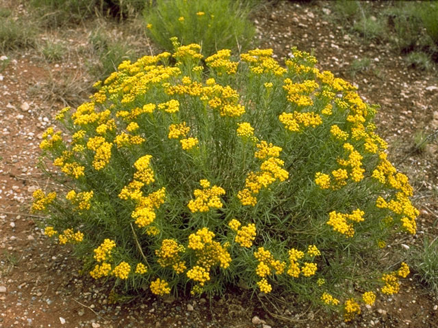 Chrysothamnus pulchellus (Southwestern rabbitbrush) #5232