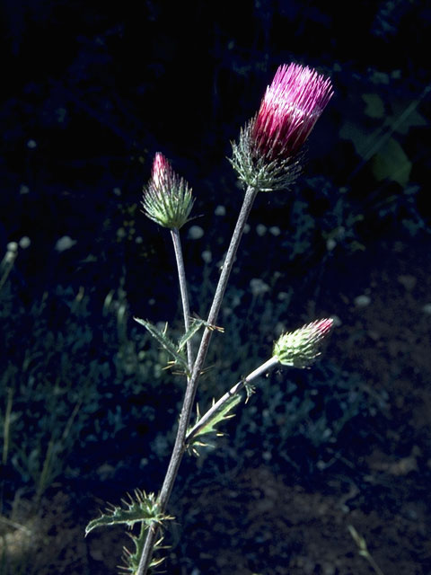 Cirsium arizonicum (Arizona thistle) #5239