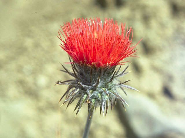 Cirsium occidentale var. occidentale (Cobwebby thistle) #5243