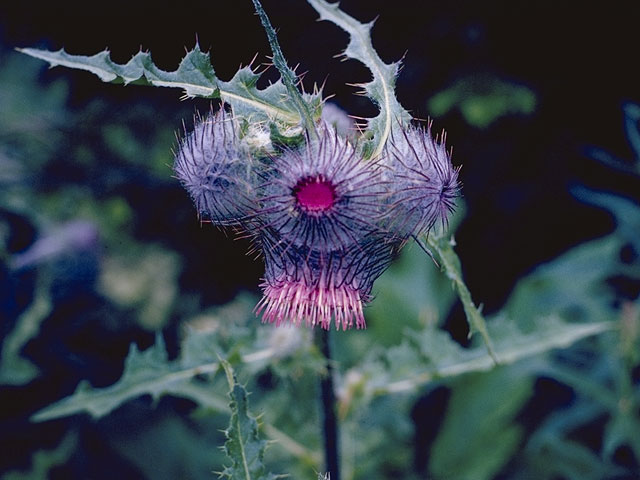 Cirsium edule (Edible thistle) #5249