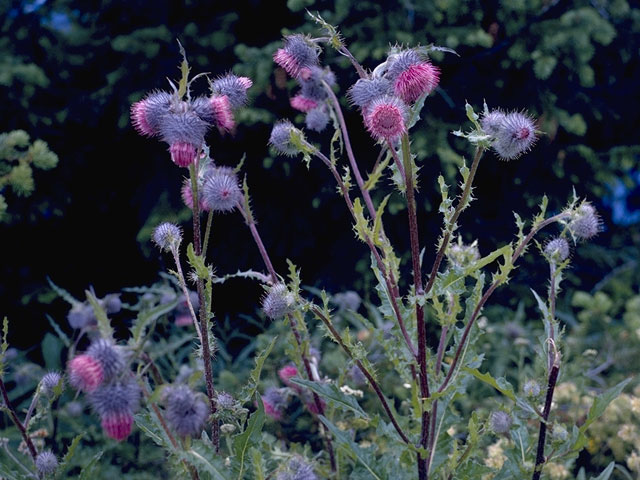 Cirsium edule (Edible thistle) #5250