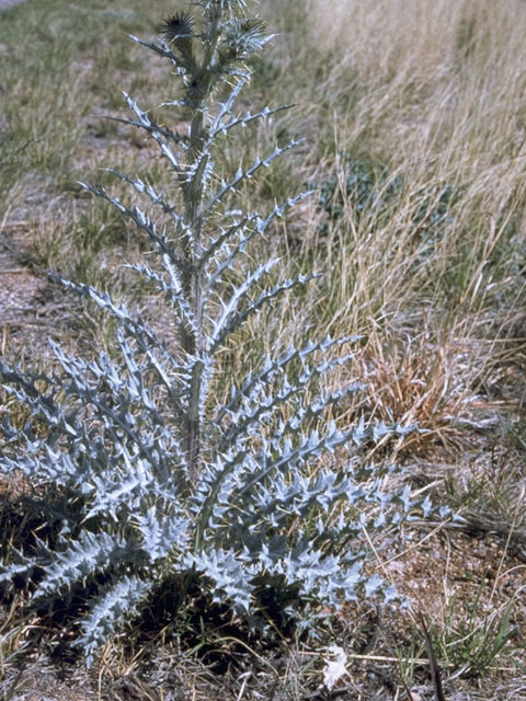 Cirsium neomexicanum (New mexico thistle) #5266