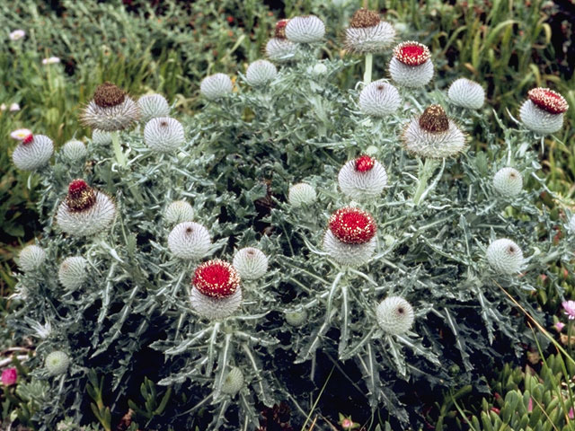 Cirsium occidentale (Cobwebby thistle) #5267