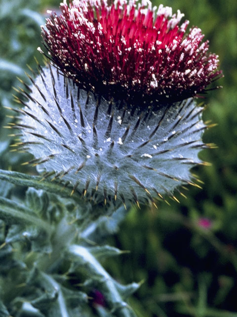 Cirsium occidentale (Cobwebby thistle) #5268