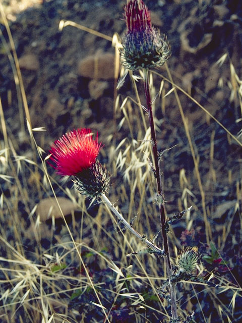 Cirsium occidentale var. candidissimum (Snowy thistle) #5271