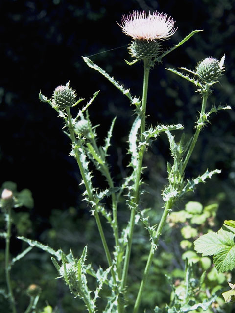 Cirsium canescens (Prairie thistle) #5272