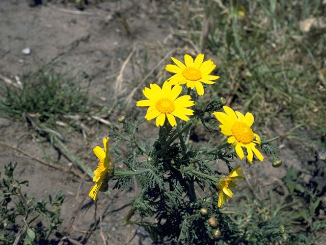 Coreopsis bigelovii (Bigelow's tickseed) #5299