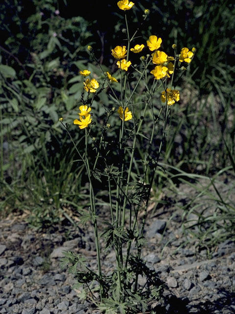 Coreopsis bigelovii (Bigelow's tickseed) #5300