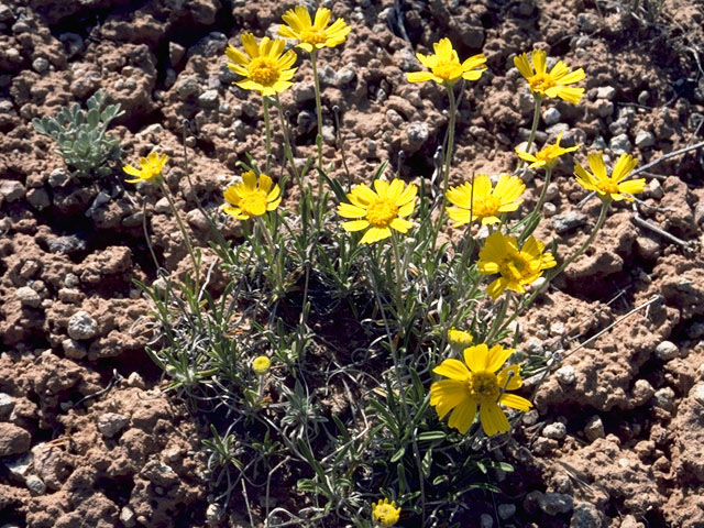 Coreopsis calliopsidea (Leafstem tickseed) #5301