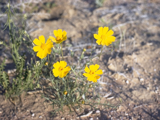 Coreopsis calliopsidea (Leafstem tickseed) #5302