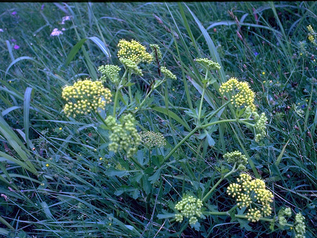 Polytaenia texana (Texas prairie parsley) #15350