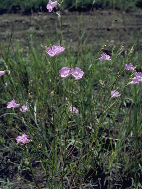 Agalinis purpurea (Purple false foxglove) #5318