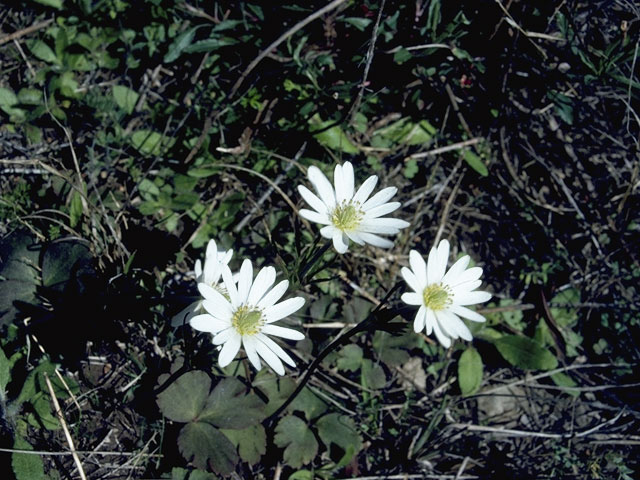 Anemone berlandieri (Tenpetal anemone) #5360