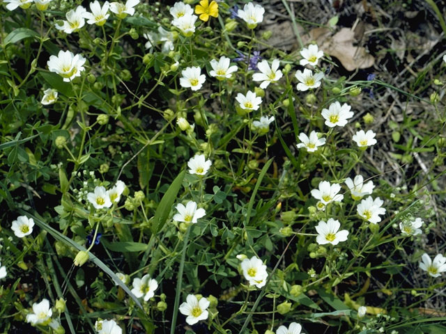 Minuartia drummondii (Drummond's stitchwort) #5385