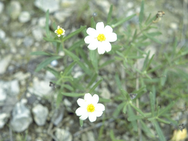 Minuartia drummondii (Drummond's stitchwort) #5386