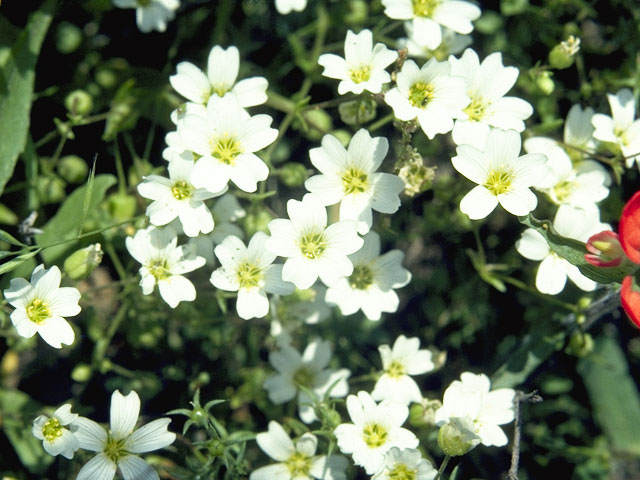 Minuartia drummondii (Drummond's stitchwort) #5387