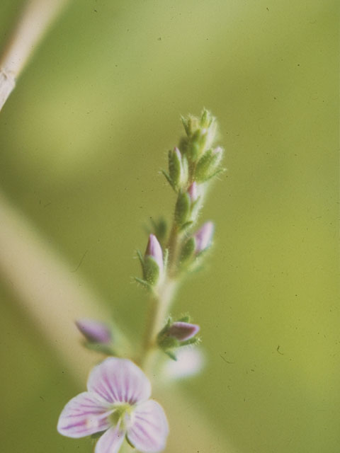 Veronica serpyllifolia (Thymeleaf speedwell) #5432