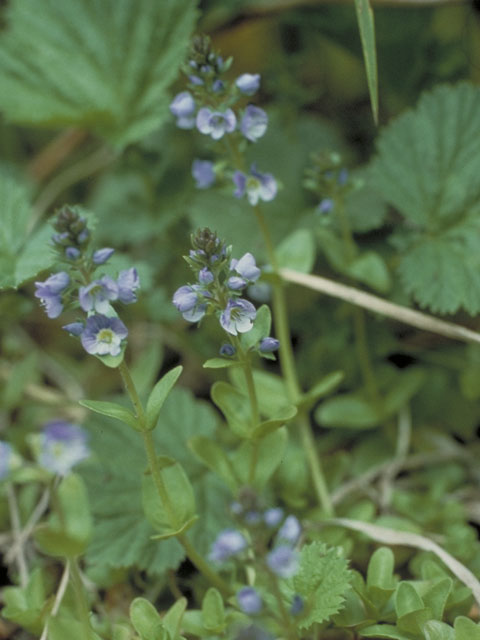 Veronica serpyllifolia (Thymeleaf speedwell) #5433