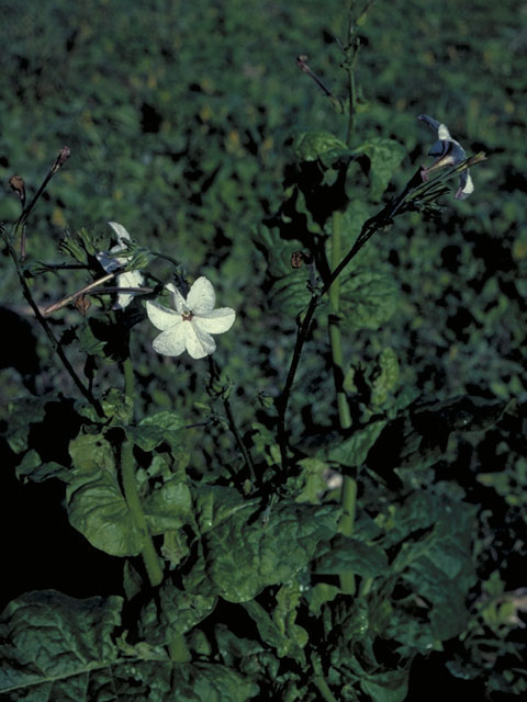 Nicotiana repanda (Fiddleleaf tobacco) #5482