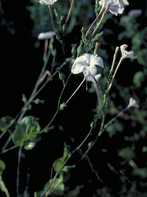 Nicotiana repanda (Fiddleleaf tobacco) #5485