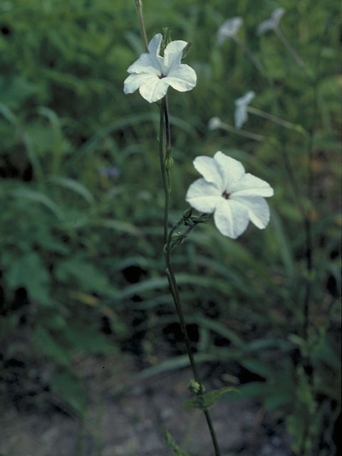 Nicotiana repanda (Fiddleleaf tobacco) #5486