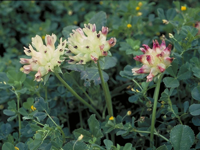 Trifolium fucatum (Bull clover) #5504