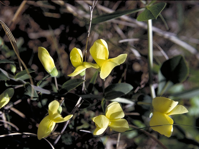 Vigna luteola (Hairypod cowpea) #5548