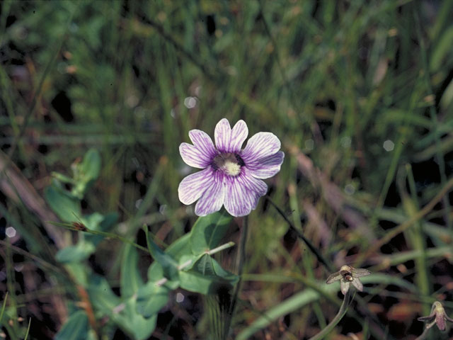 Pinguicula pumila (Small butterwort) #5560