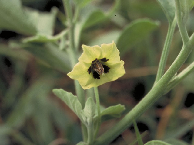 Physalis pubescens (Husk tomato) #5581