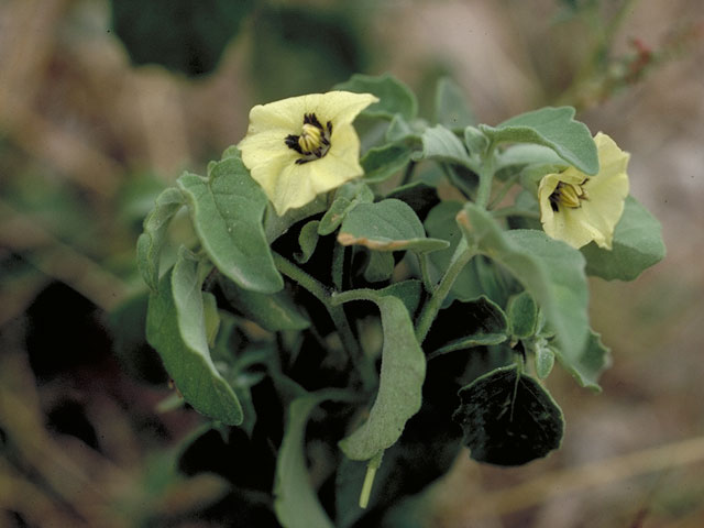 Physalis pubescens (Husk tomato) #5582