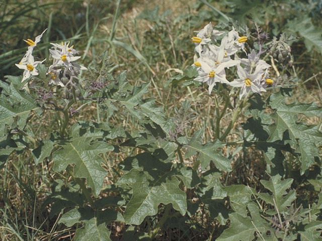 Solanum campechiense (Redberry nightshade) #5601