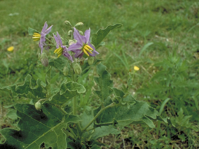 Solanum dimidiatum (Western horsenettle) #5606