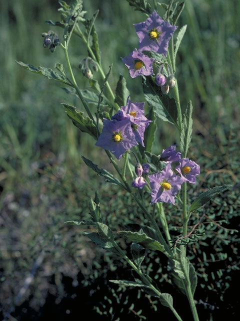 Solanum parishii (Parish's nightshade) #5621