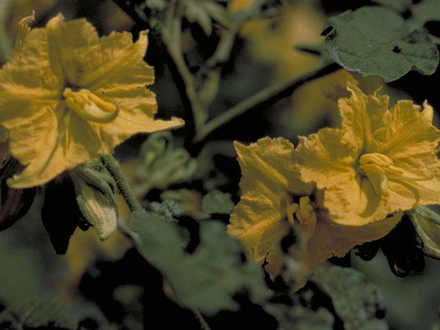 Solanum rostratum (Buffalo bur) #5622