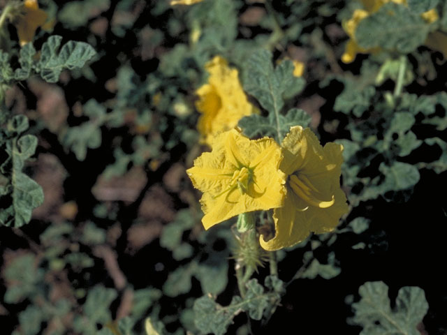 Solanum rostratum (Buffalo bur) #5623