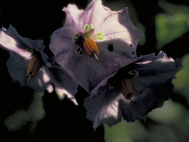 Solanum xanti (Chaparral nightshade) #5634