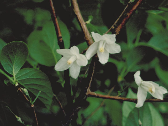 Halesia diptera (Two-wing silverbell) #5651