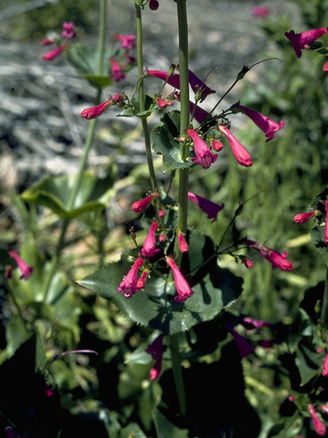 Penstemon pseudospectabilis (Desert penstemon) #5682