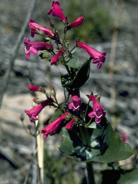 Penstemon pseudospectabilis (Desert penstemon) #5683