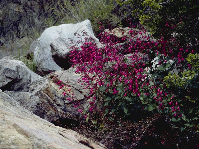 Penstemon pseudospectabilis (Desert penstemon) #5684