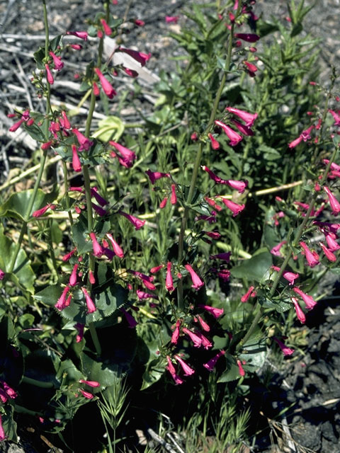 Penstemon pseudospectabilis (Desert penstemon) #5685