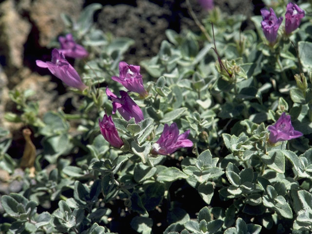 Penstemon rupicola (Cliff penstemon) #5687