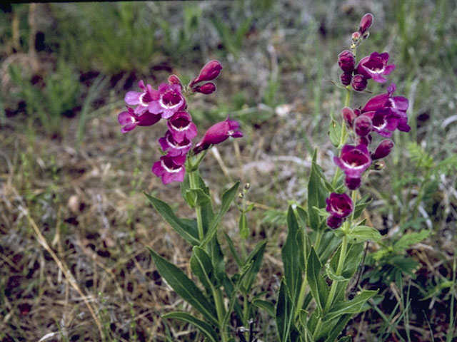 Penstemon smallii (Small's penstemon) #5696