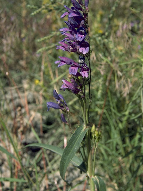 Penstemon strictus (Rocky mountain penstemon) #5714