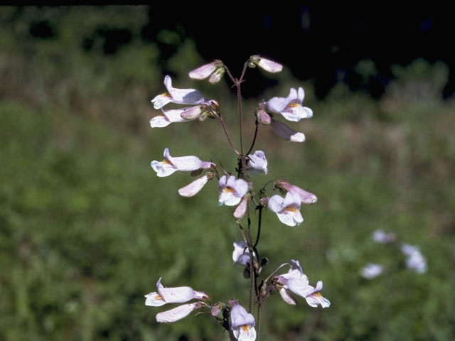 Penstemon laxiflorus (Nodding penstemon) #5727