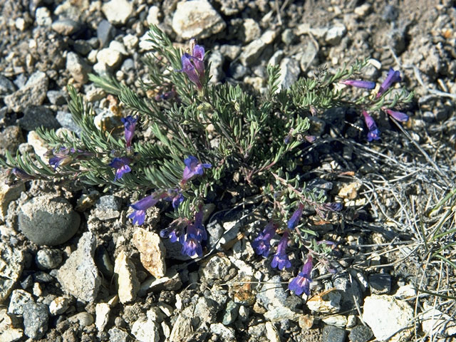 Penstemon teucrioides (Germander penstemon) #5728