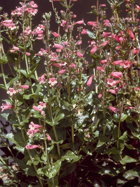 Penstemon triflorus (Hill country penstemon) #5731